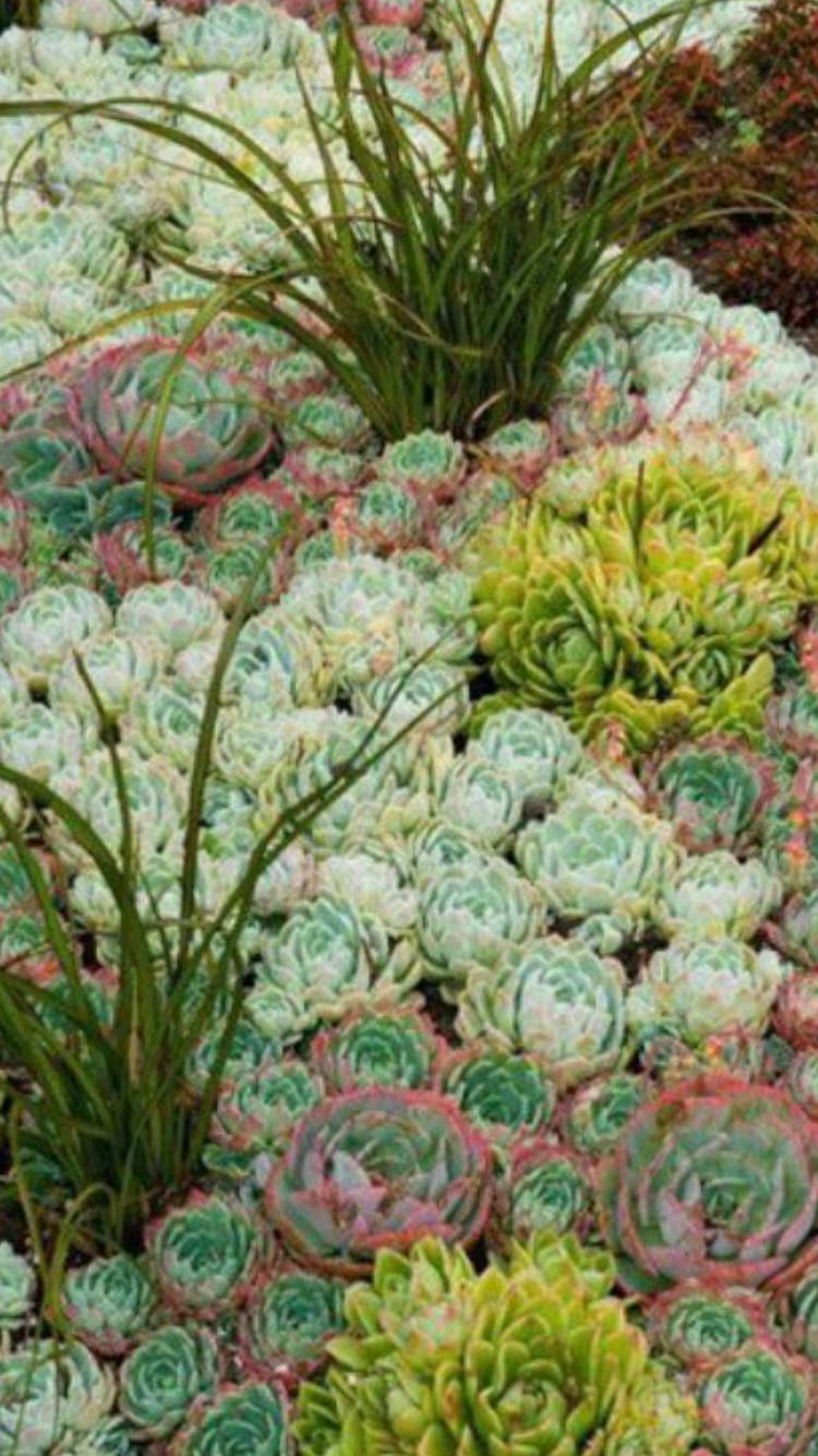 SEMPERVIVUM ARACNOIDEUS
